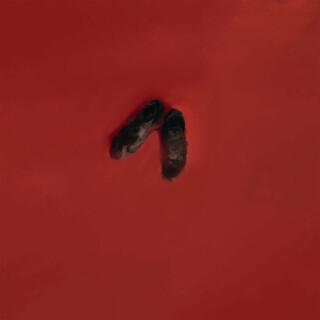 Mis Pies - Boi Nomad